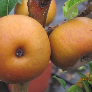 Rugginosa