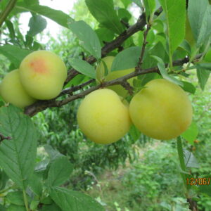 Goccia d'Oro