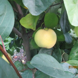 Cotogno Meliforme
