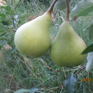 Morettina