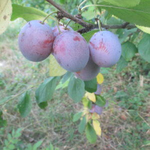 Agostana