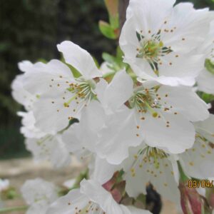 Istriana