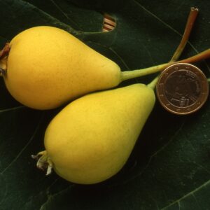 Melone