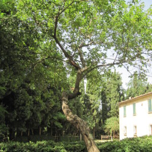 Biricoccolo di Rontana