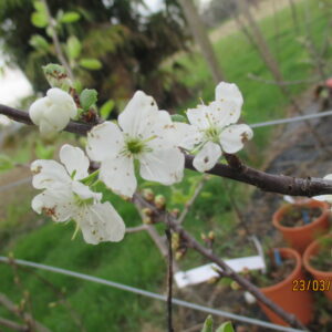 Bianco Tondo