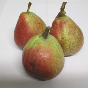 Cocomerina