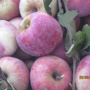 Florina