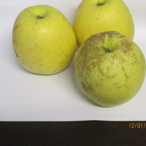 Golden Delicious