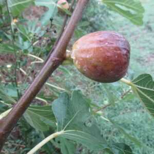 Matalon