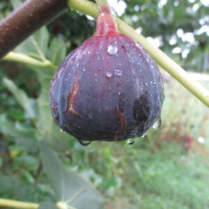 Matalon Nero