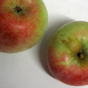 Piatlaza