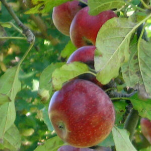Rambour Franc