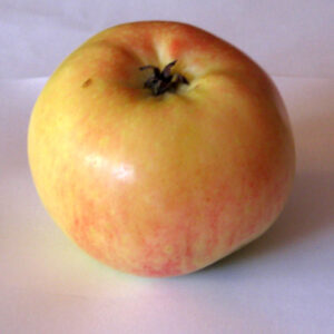 Renetta Ananas