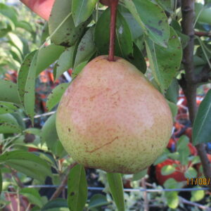 Moscatà de Muja
