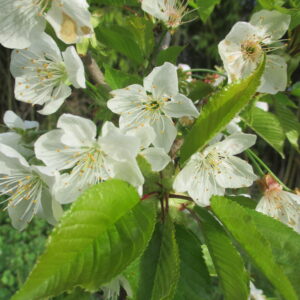 Nera di Buie