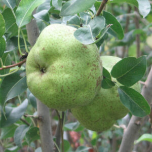 Bergamotta Esperen