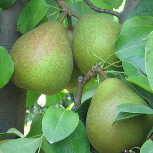 Cedrata Romana