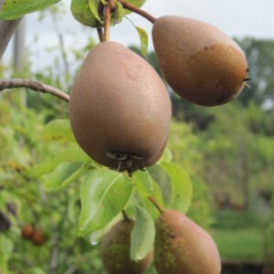 Ciat