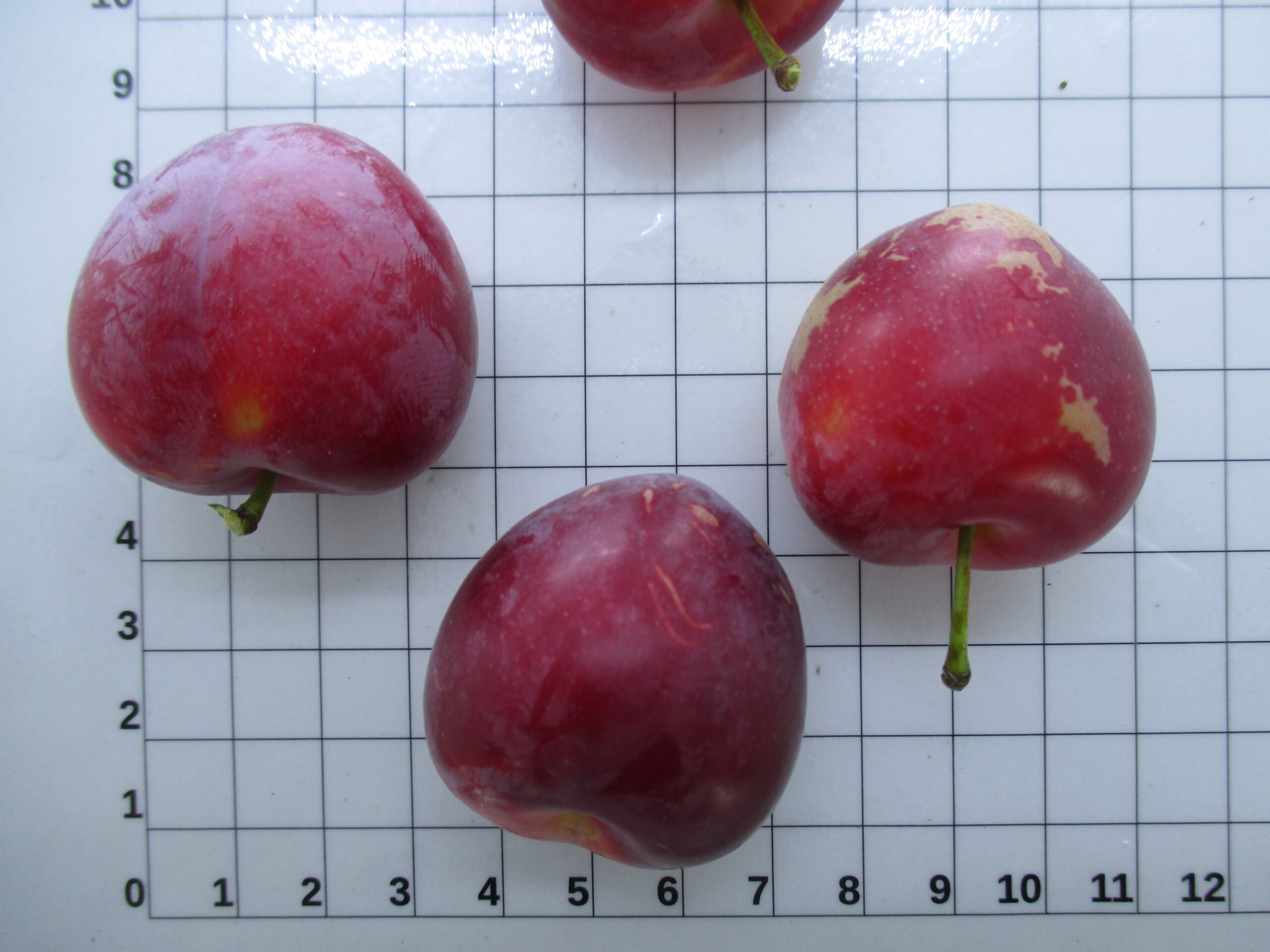 Ronglò Nero - Fruttidoro