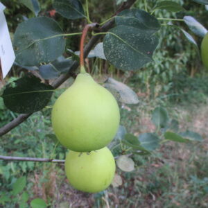Ugnatka