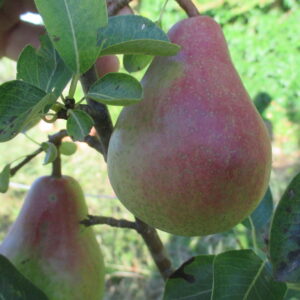 Zimiso