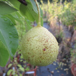 Covata