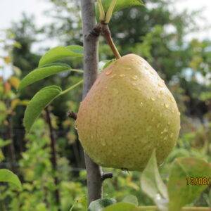 Molinaccio